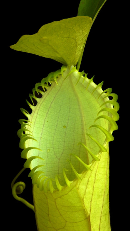 N. hamata - Lumut - best selected clone: BE-3380