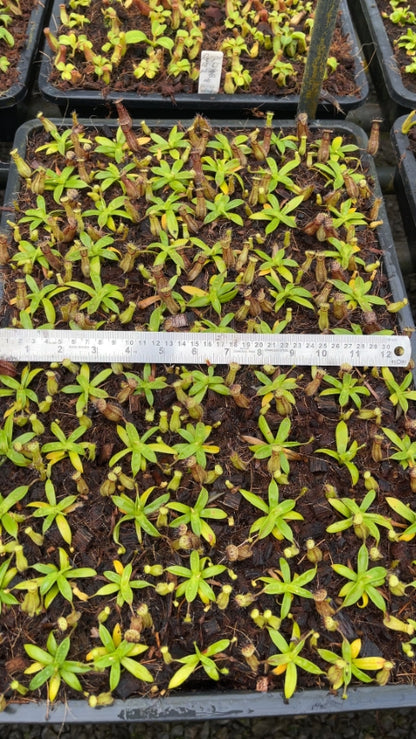 N. hamata - Lumut - best selected clone: BE-3380