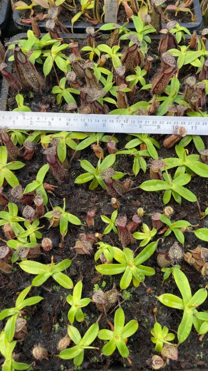 N. hamata - Lumut - best selected clone: BE-3380