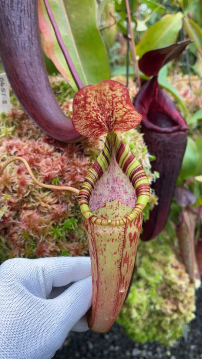 N. (veitchii x lowii) x spectabilis – assorted clones: BE-3400 *Pre-Order*