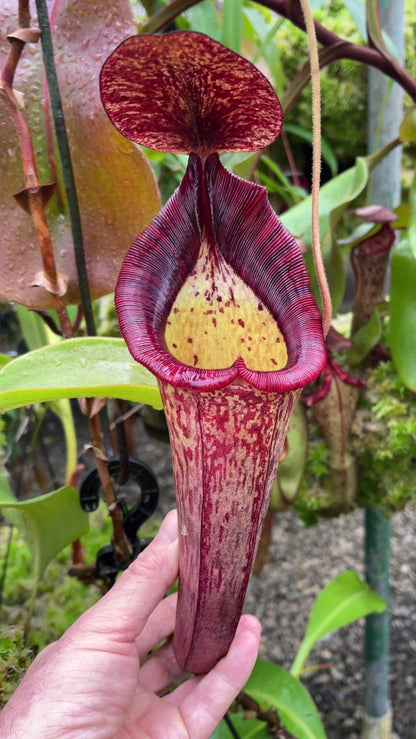 N. (veitchii x lowii) x spectabilis – assorted clones: BE-3400 *Pre-Order*