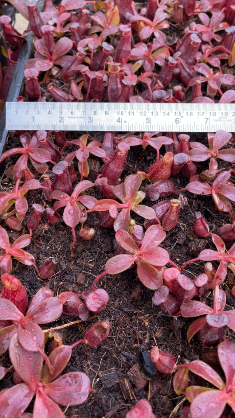 N. (veitchii x lowii) x spectabilis – assorted clones: BE-3400 *Pre-Order*