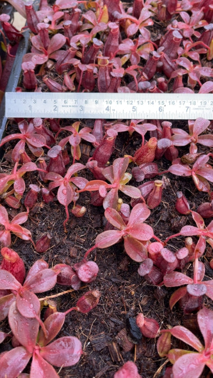 N. (veitchii x lowii) x spectabilis – assorted clones: BE-3400 *Pre-Order*