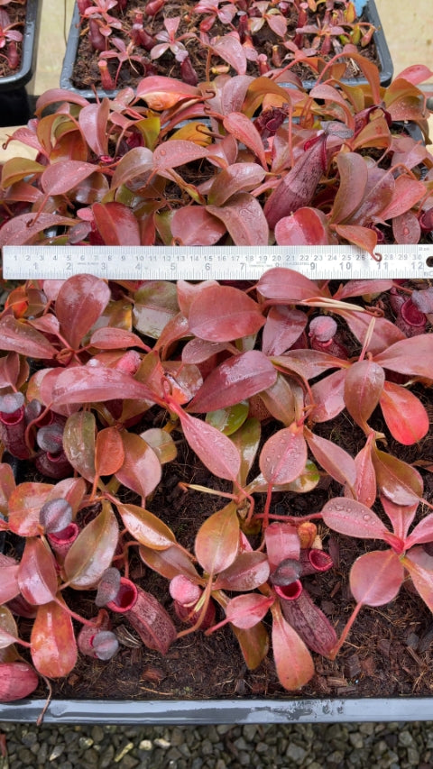 N. (veitchii x lowii) x spectabilis – assorted clones: BE-3400 *Pre-Order*