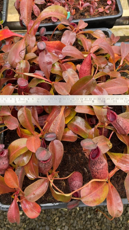 N. (veitchii x lowii) x spectabilis – assorted clones: BE-3400 *Pre-Order*