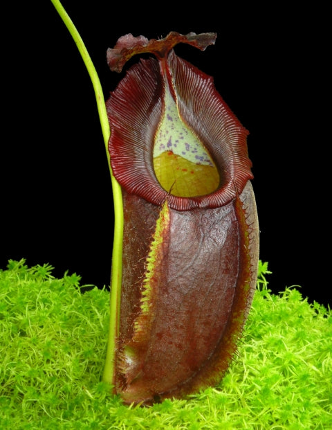 N. spathulata x gymnamphora – best selected clone: BE-3422 *Pre-Order*