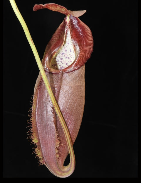 N. spathulata x gymnamphora – best selected clone: BE-3422 *Pre-Order*