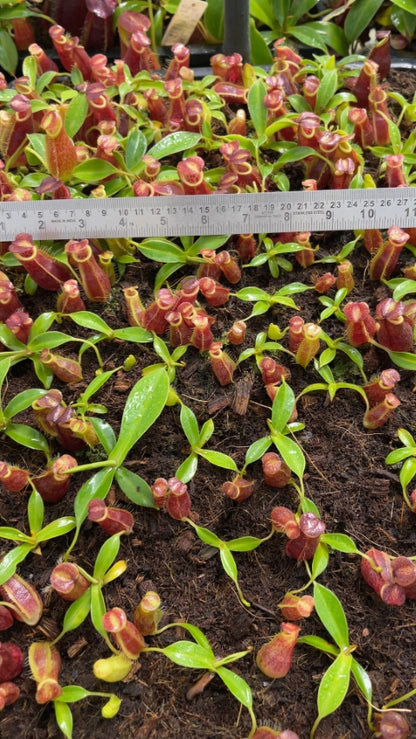 N. spathulata x gymnamphora – best selected clone: BE-3422 *Pre-Order*