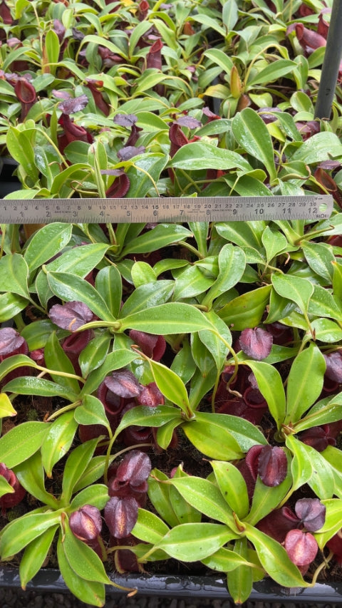 N. spathulata x gymnamphora – best selected clone: BE-3422 *Pre-Order*