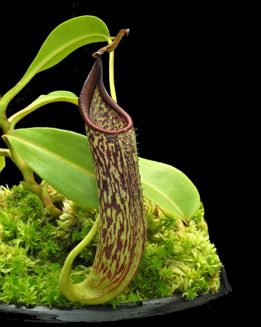 N. zakriana - Mamut Copper Mine - assorted clones: BE-3465