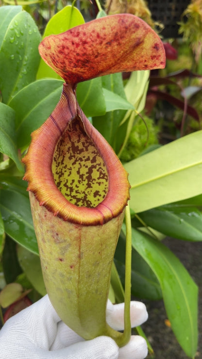 N. merrilliana x campanulata - assorted clones: BE-3473