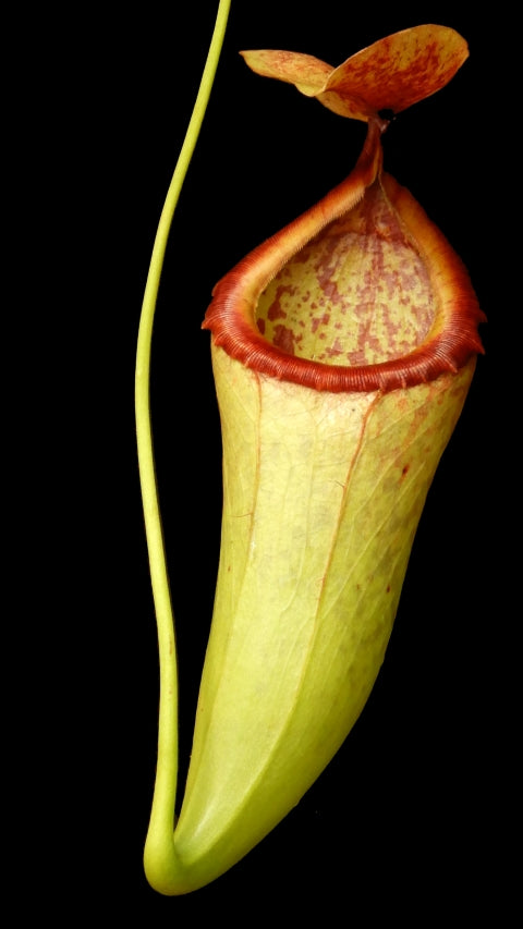 N. merrilliana x campanulata - assorted clones: BE-3473 *Pre-Order*