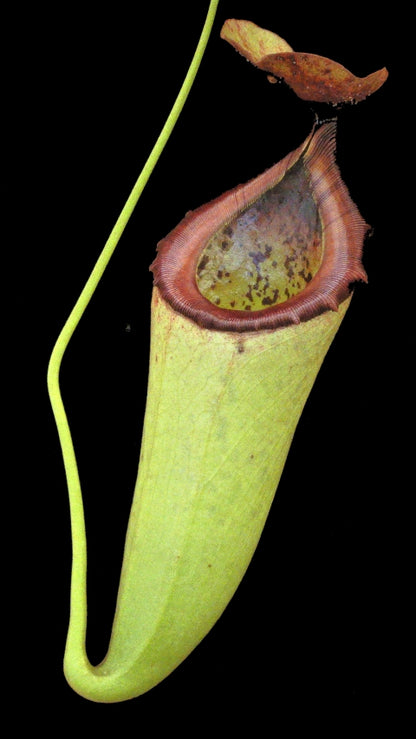 N. merrilliana x campanulata - assorted clones: BE-3473 *Pre-Order*