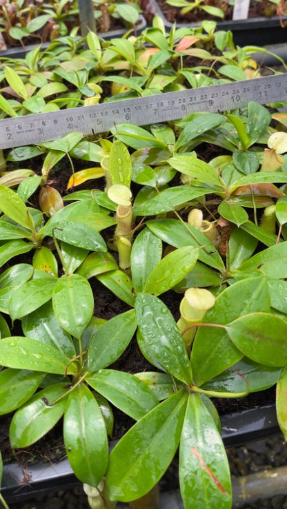 N. merrilliana x campanulata - assorted clones: BE-3473 *Pre-Order*