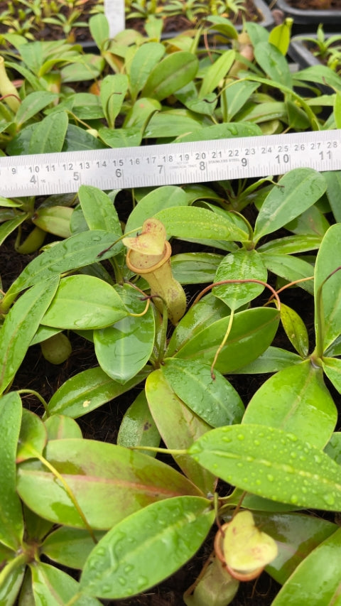 N. merrilliana x campanulata - assorted clones: BE-3473 *Pre-Order*