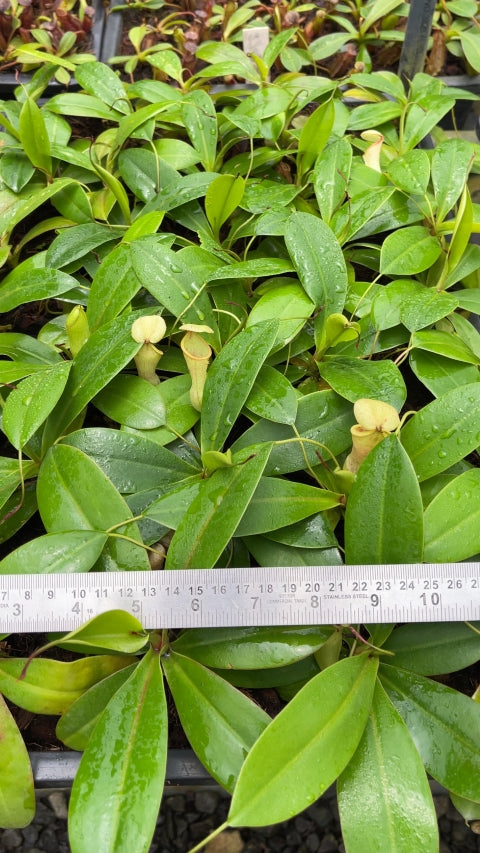 N. merrilliana x campanulata - assorted clones: BE-3473 *Pre-Order*