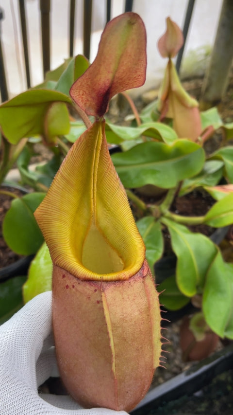 N. veitchii 'Phil Mann' - selected clone: BE-3482