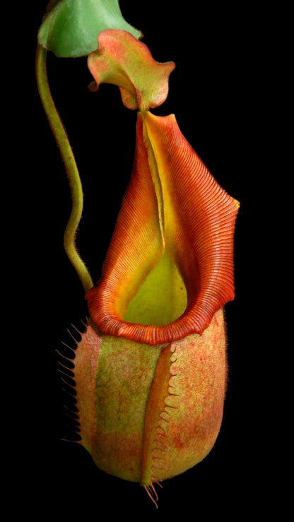 N. veitchii 'Phil Mann' - selected clone: BE-3482 *Pre-Order*