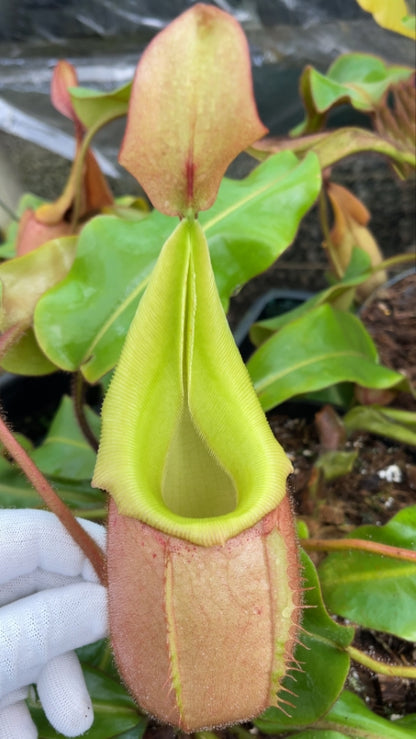 N. veitchii 'Phil Mann' - selected clone: BE-3482 *Pre-Order*