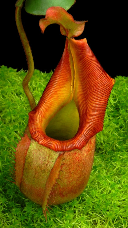 N. veitchii 'Phil Mann' - selected clone: BE-3482 *Pre-Order*
