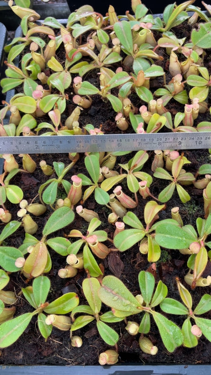 N. veitchii 'Phil Mann' - selected clone: BE-3482 *Pre-Order*