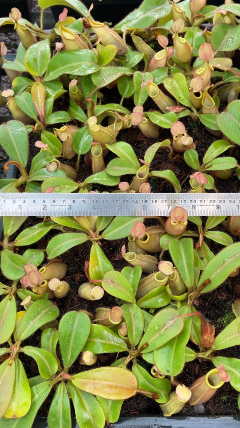 N. veitchii 'Phil Mann' - selected clone: BE-3482 *Pre-Order*