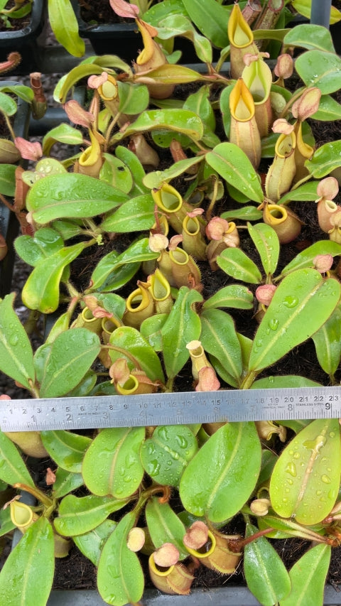 N. veitchii 'Phil Mann' - selected clone: BE-3482 *Pre-Order*