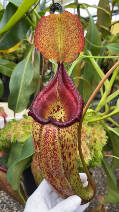 N. talangensis x robcantleyi: BE-3497 *Pre-Order*