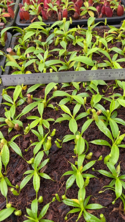 N. talangensis x robcantleyi: BE-3497 *Pre-Order*