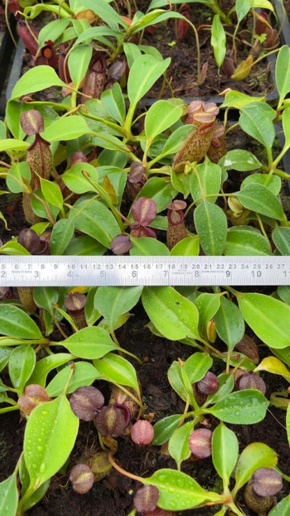 N. talangensis x robcantleyi: BE-3497 *Pre-Order*