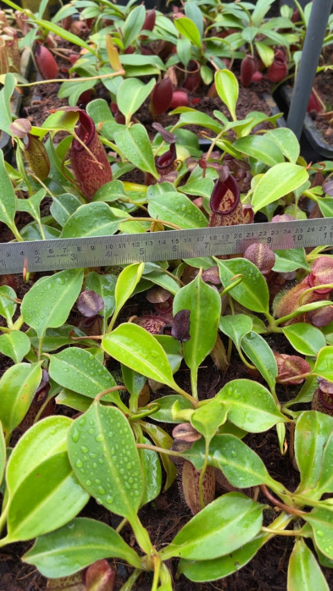 N. talangensis x robcantleyi: BE-3497 *Pre-Order*