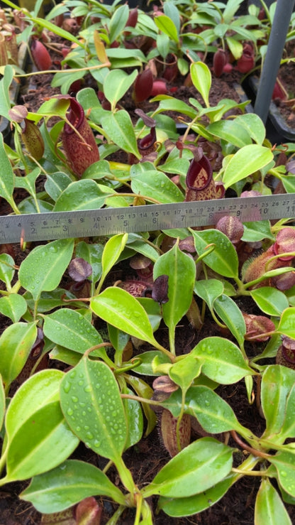 N. talangensis x robcantleyi: BE-3497 *Pre-Order*