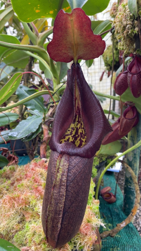 N. robcantleyi – assorted clones: BE-3517