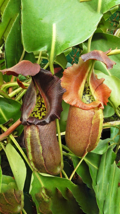 N. robcantleyi: BE-3517 *Pre-Order*