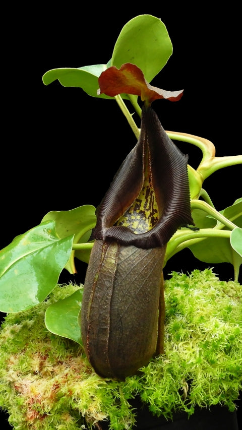 N. robcantleyi: BE-3517 *Pre-Order*