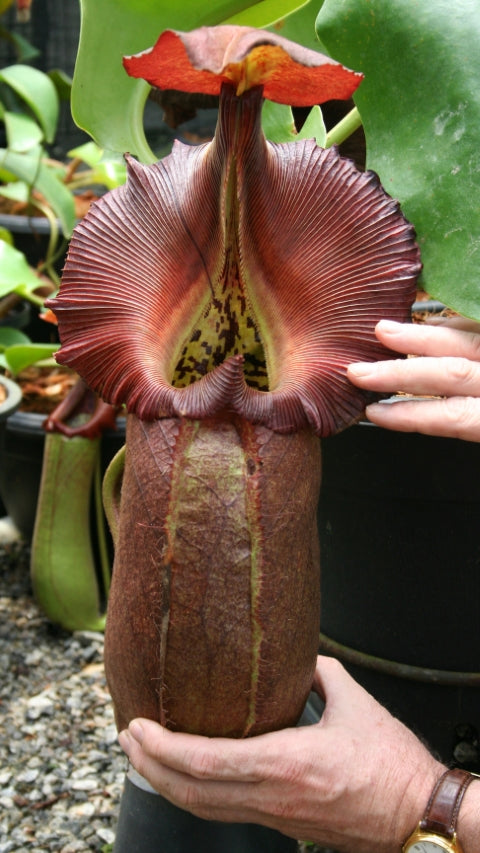 N. robcantleyi: BE-3517 *Pre-Order*