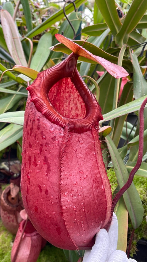 N. sibuyanensis x merrilliana – assorted clones: BE-3542 *Pre-Order*