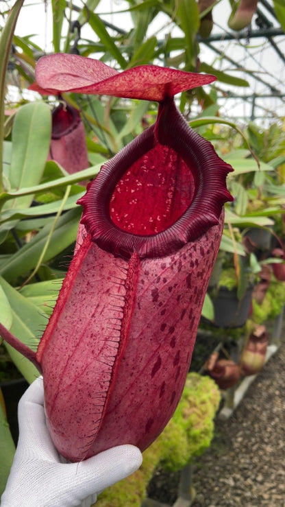 N. sibuyanensis x merrilliana – assorted clones: BE-3542 *Pre-Order*