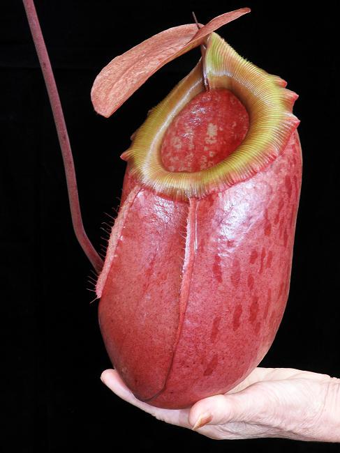 N. sibuyanensis x merrilliana – assorted clones: BE-3542 *Pre-Order*