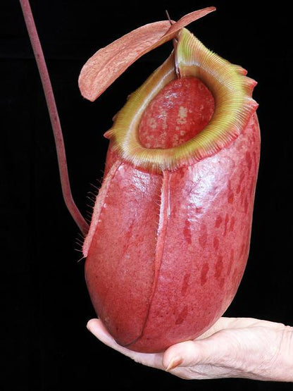 N. sibuyanensis x merrilliana – assorted clones: BE-3542 *Pre-Order*