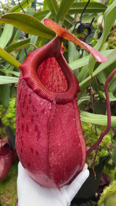 N. sibuyanensis x merrilliana – assorted clones: BE-3542 *Pre-Order*