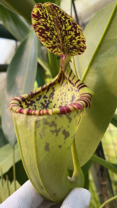 N. burbidgeae x campanulata – assorted clones: BE-3564 *Pre-Order*