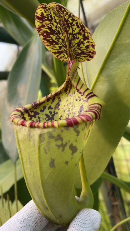 N. burbidgeae x campanulata – assorted clones: BE-3564 *Pre-Order*