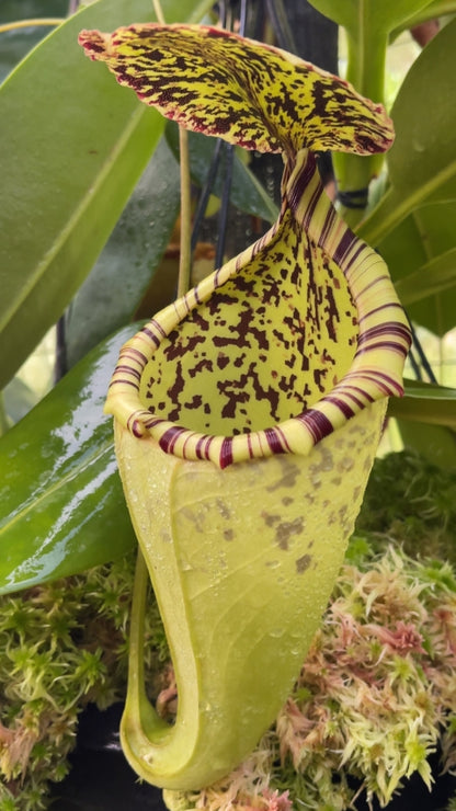 N. burbidgeae x campanulata – assorted clones: BE-3564 *Pre-Order*