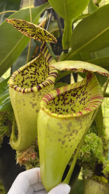 N. burbidgeae x campanulata – assorted clones: BE-3564 *Pre-Order*