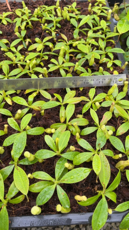 N. burbidgeae x campanulata – assorted clones: BE-3564 *Pre-Order*