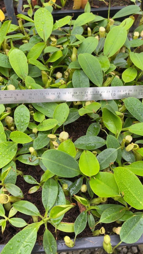 N. burbidgeae x campanulata – assorted clones: BE-3564 *Pre-Order*