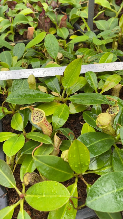 N. burbidgeae x campanulata – assorted clones: BE-3564 *Pre-Order*