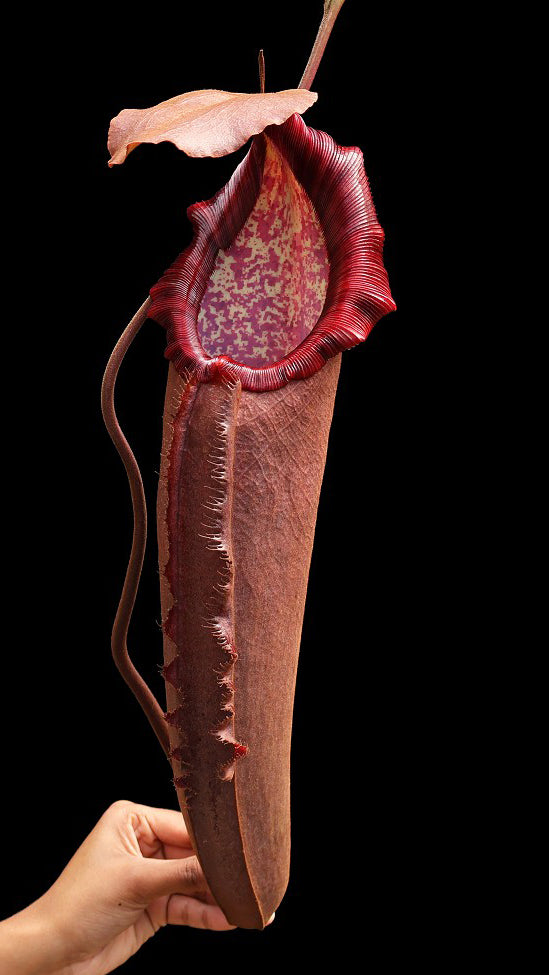 N. densiflora x robcantleyi – assorted clones: BE-3573