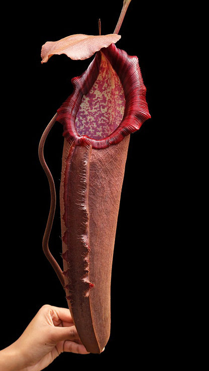 N. densiflora x robcantleyi – assorted clones: BE-3573